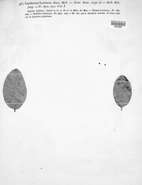 Lasiobotrys lonicerae image